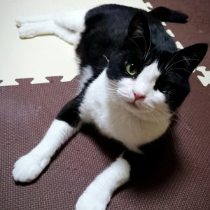 猫の写真
