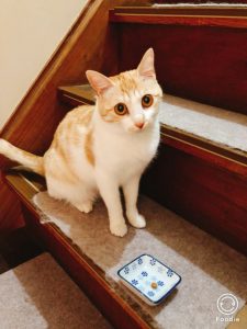 猫　キングアガリクス100