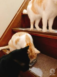 猫たち