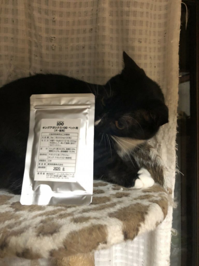 猫とキングアガリクス