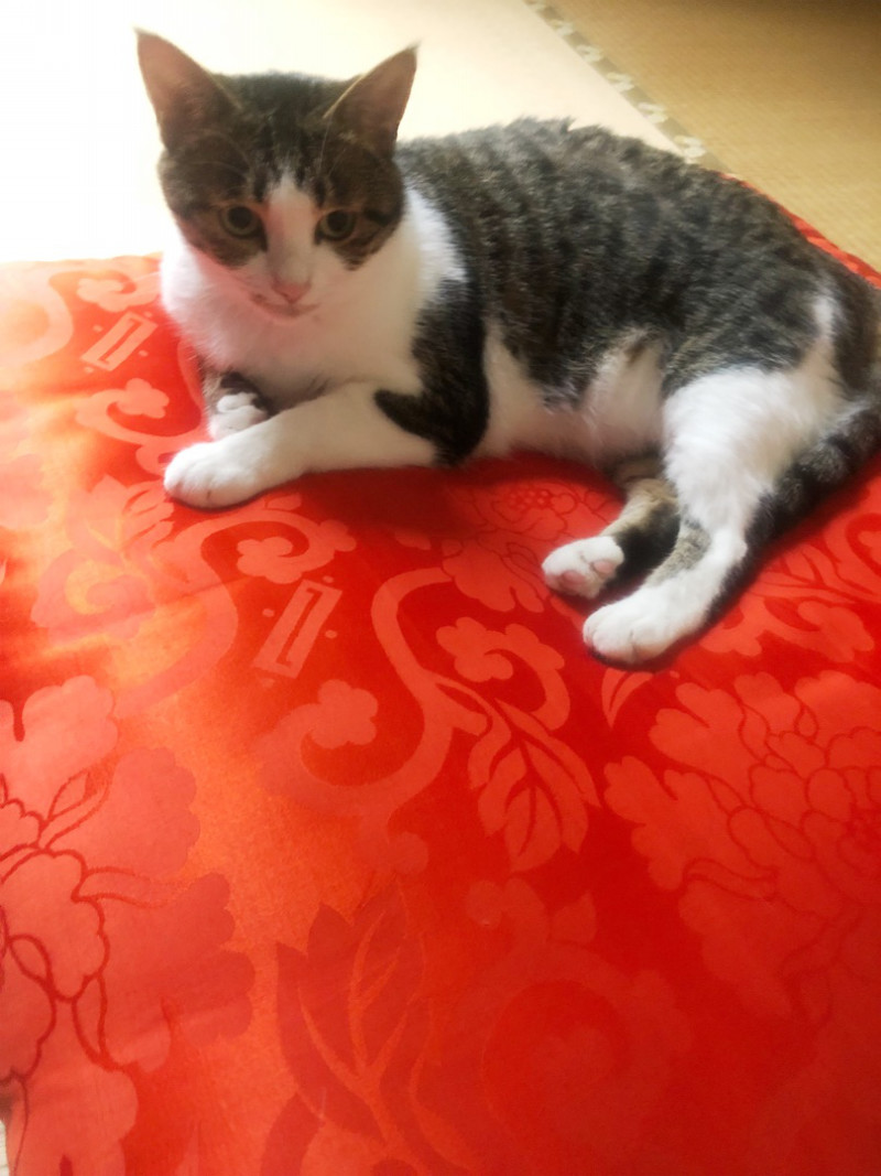 ねこ