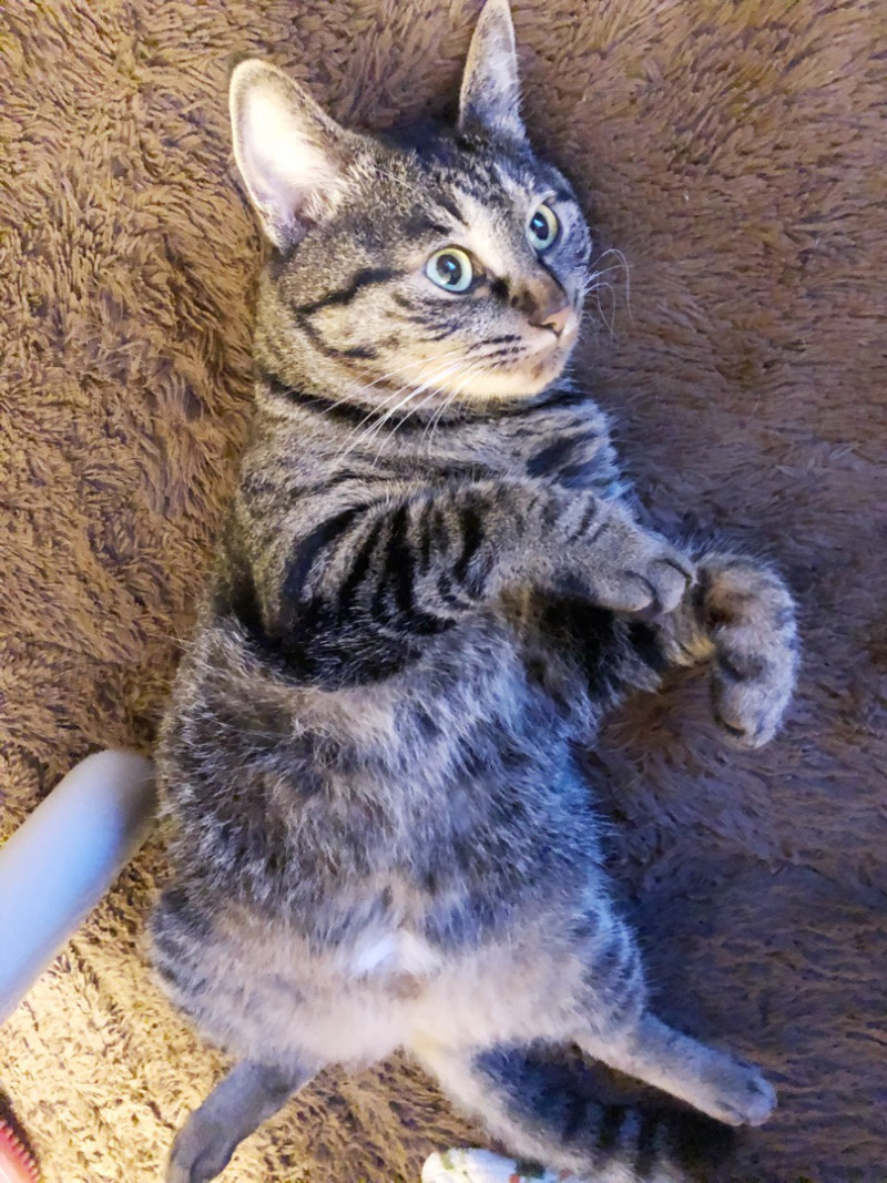 ねこ