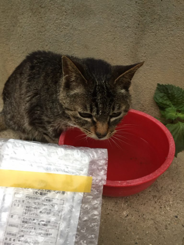 ねことキングアガリクス100