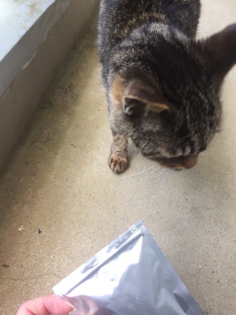 ねこ