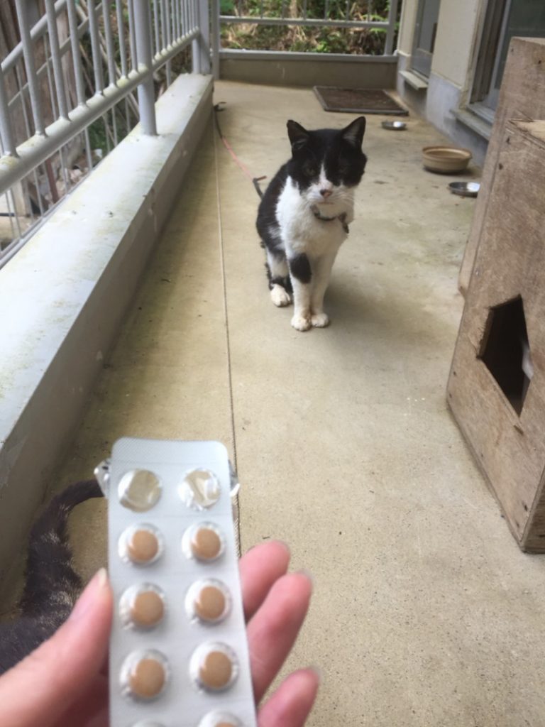 ねことキングアガリクス100