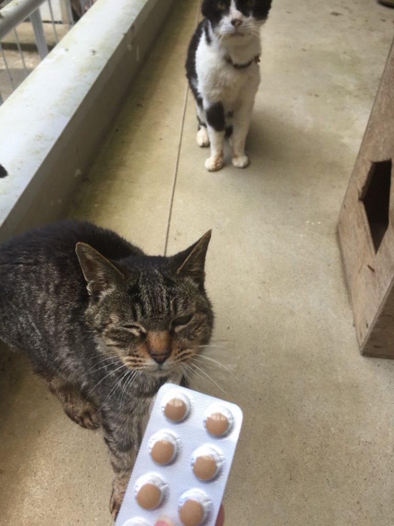 ねこと　キングアガリクス100