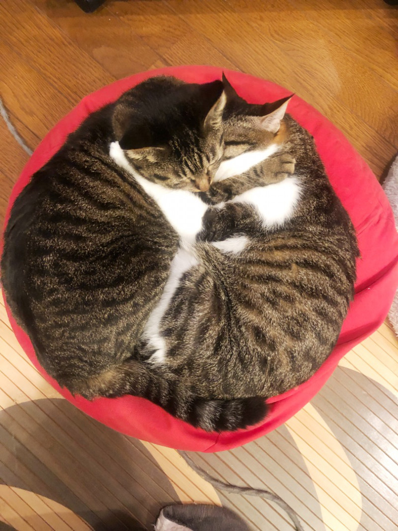 ねこ