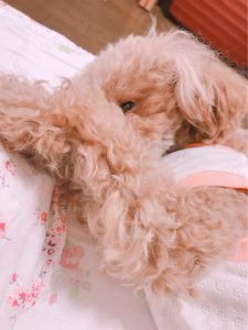 ティーカッププードル