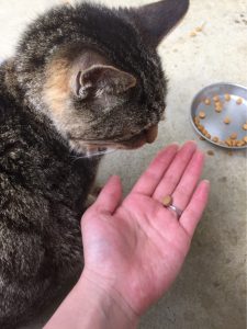 キングアガリクス100とねこ
