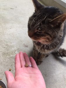 キングアガリクス100とねこ