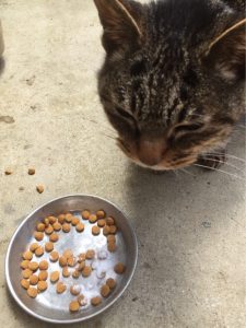 キングアガリクス100の入ったえさとねこ