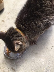 ねこ