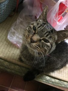 ねこ