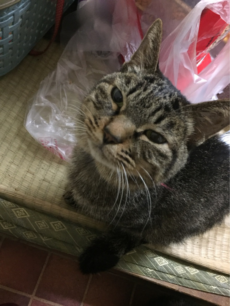 ねこ