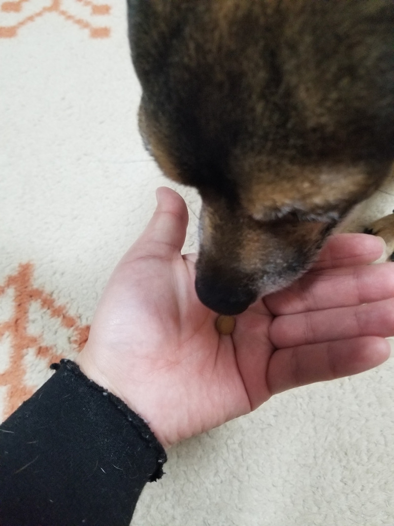 犬　ﾃﾘｱﾐｯｸｽ