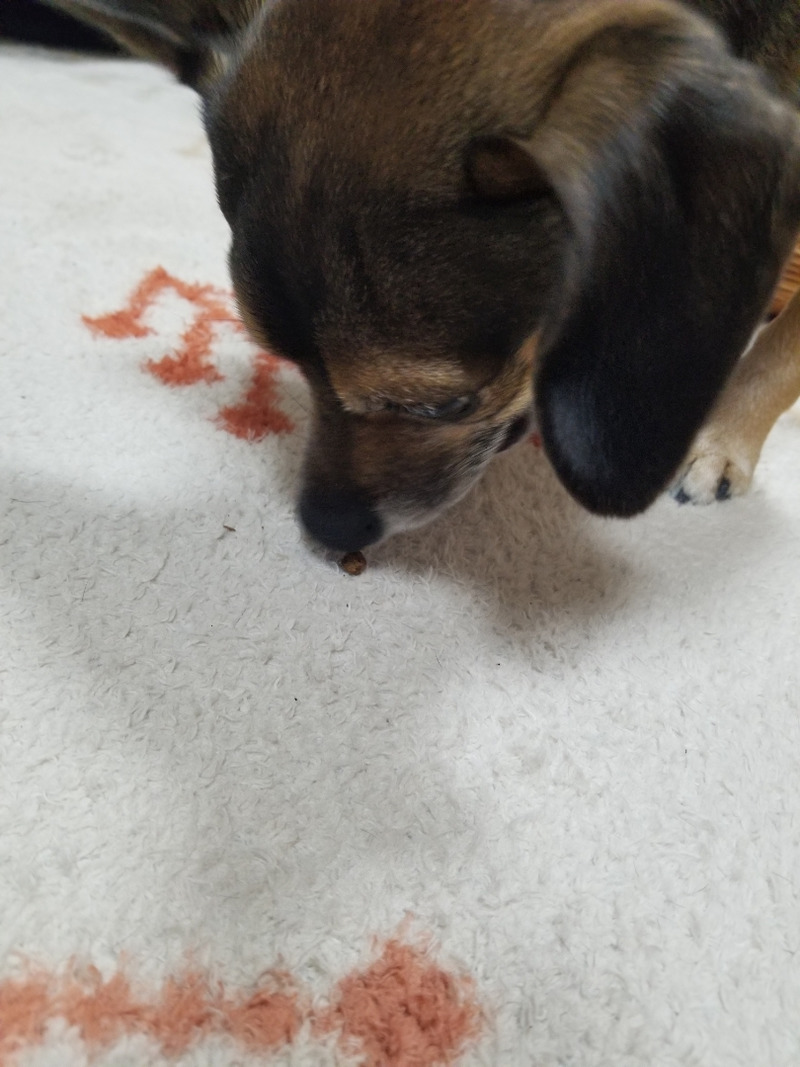犬　ﾃﾘｱMIX