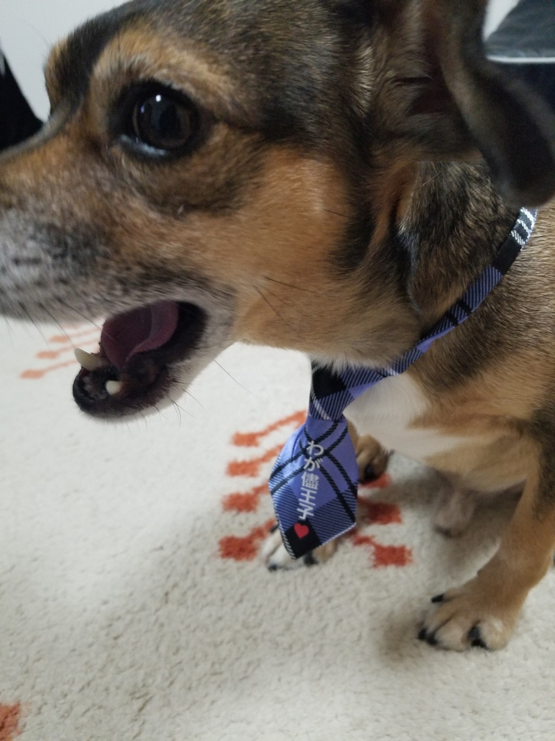 犬　テリアミックス