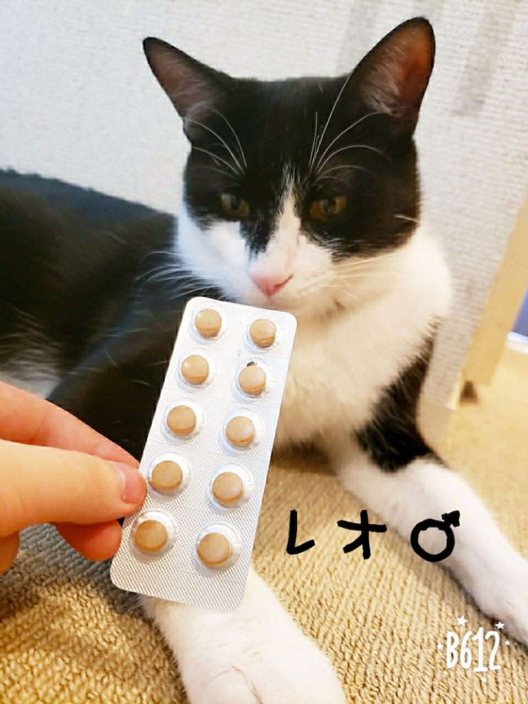 ねこ