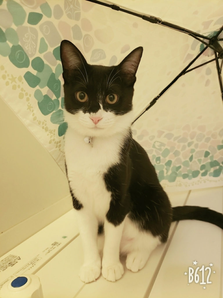 ねこ