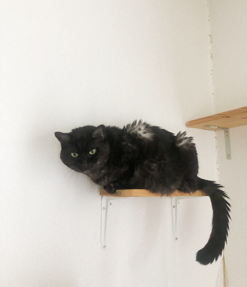 ねこ