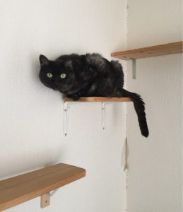 ねこ