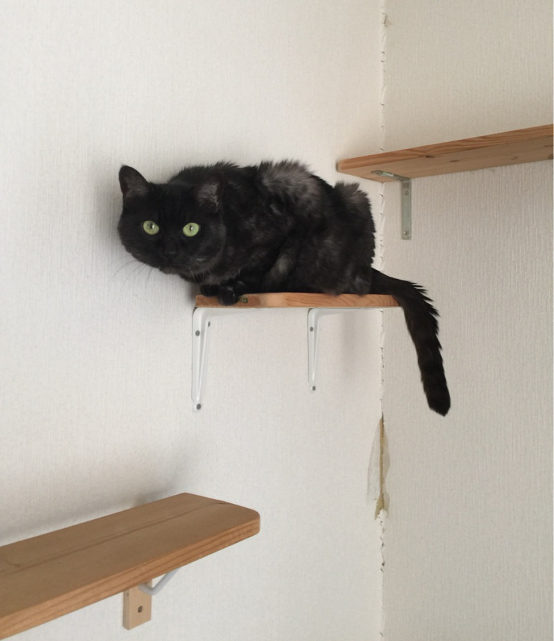 ねこ