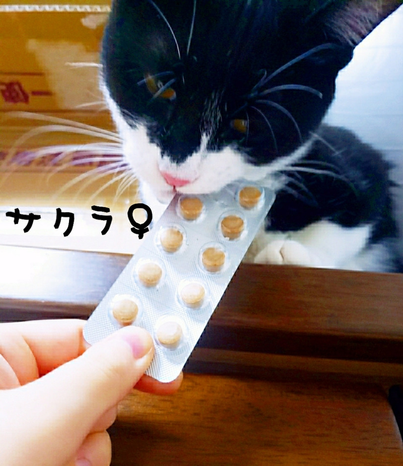 ねこ