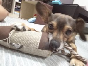 犬