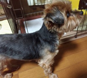 犬