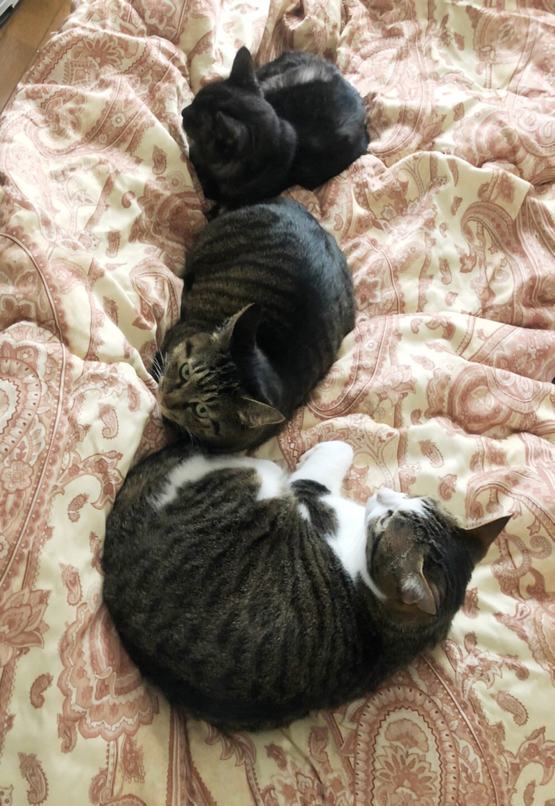 ねこ