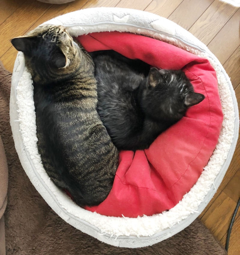 ねこ