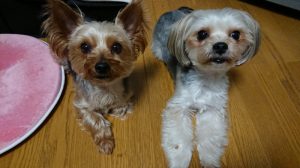 ヨークシャテリアとヨーキー＆マルチーズのＭＩＸ