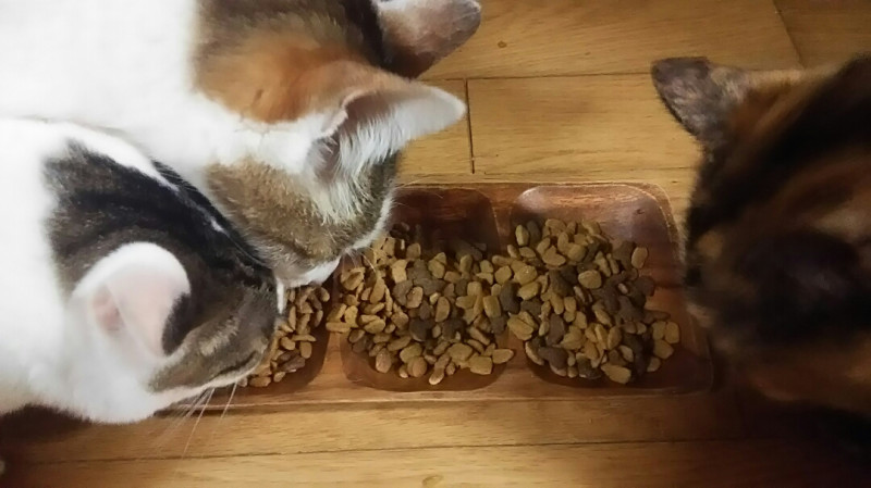 キングアガリクスのご飯を食べる猫