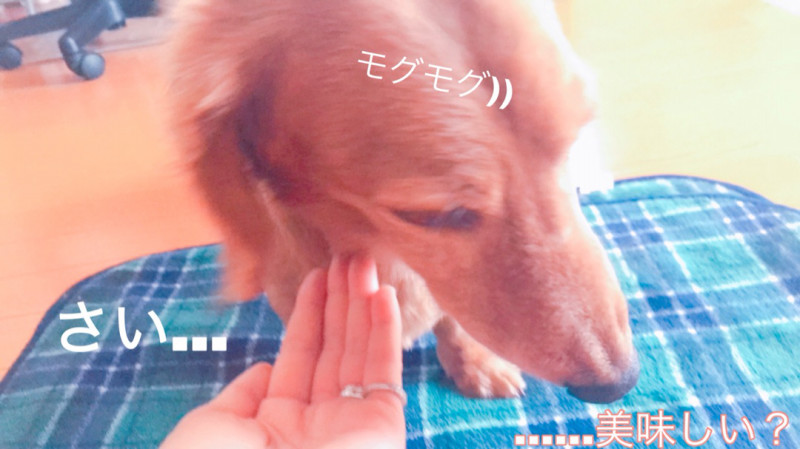 ミニチュアダックス
