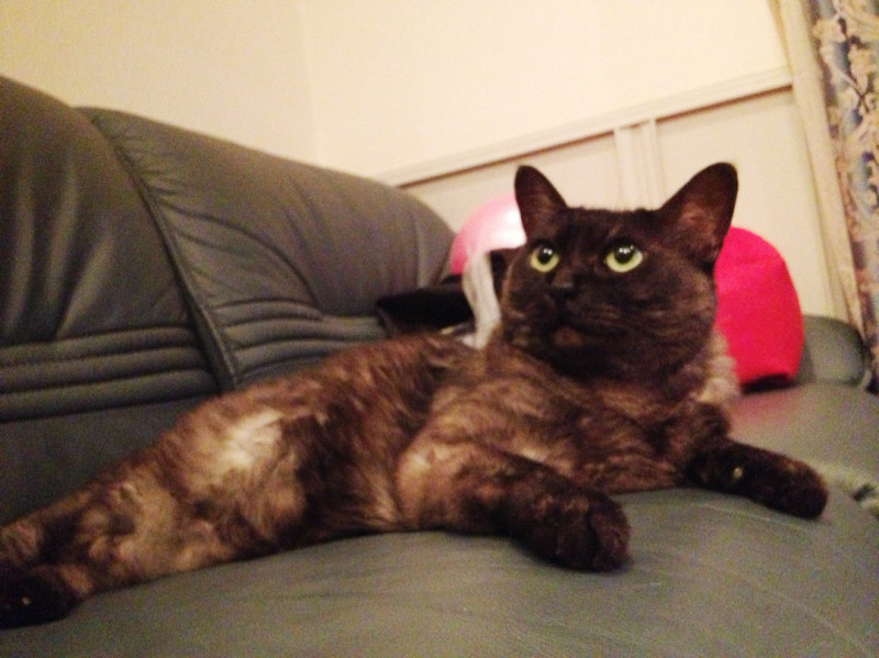 ねこ