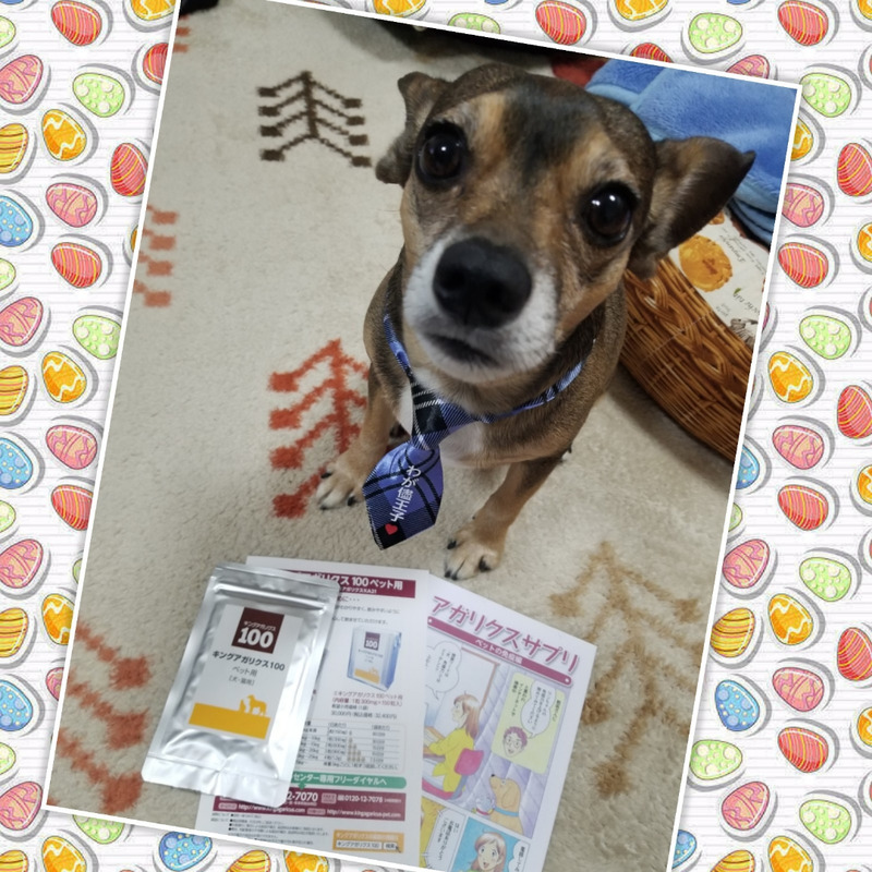 犬とｷﾝｸﾞｱｶﾞﾘｸｽ100