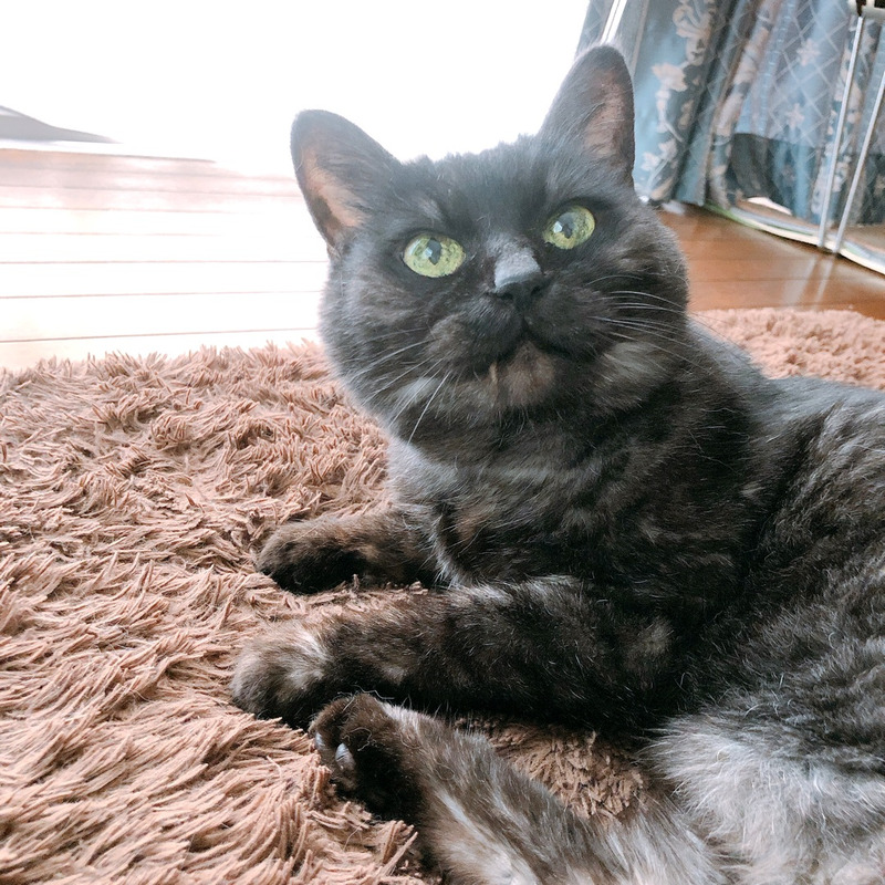 ねこ