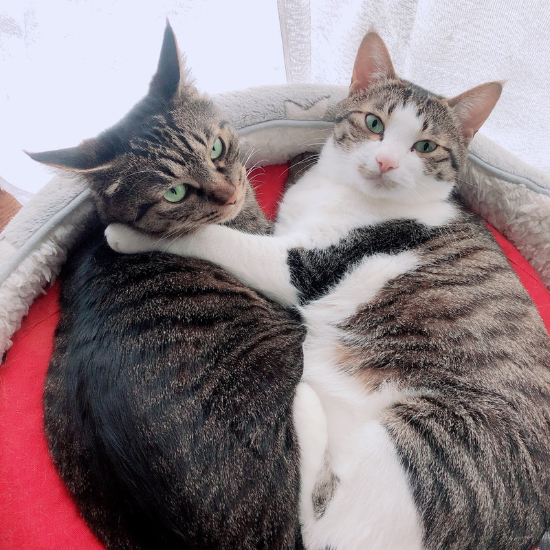 ねこ
