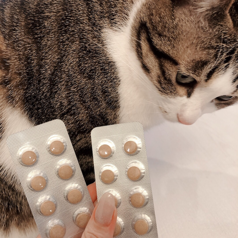ねこ