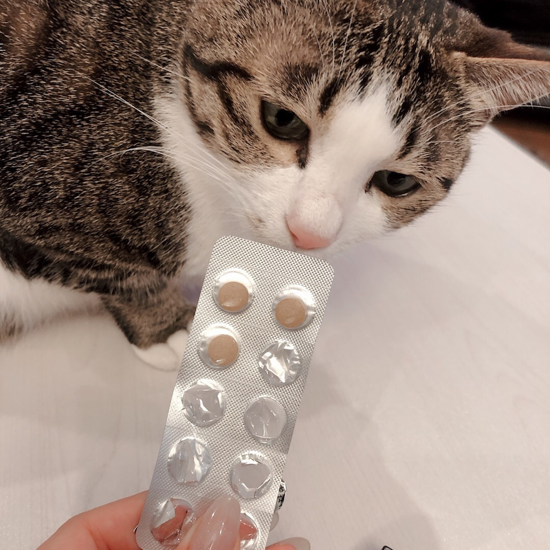 ねこ