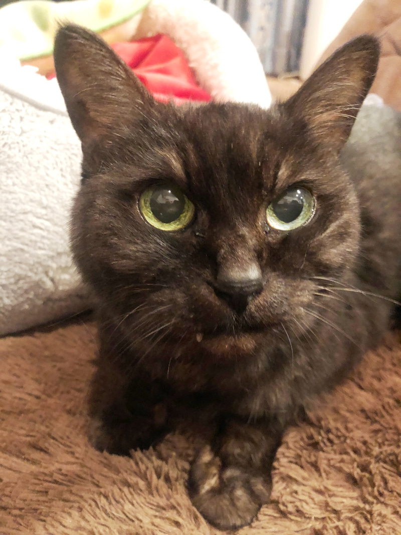 ねこ