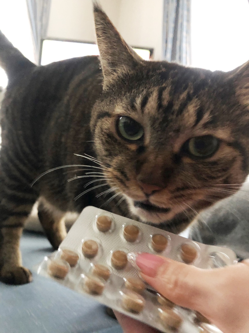 ねこ