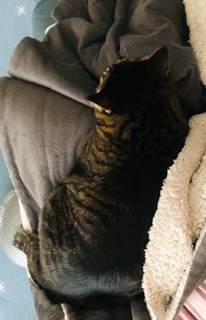 ねこ