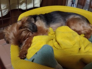 犬