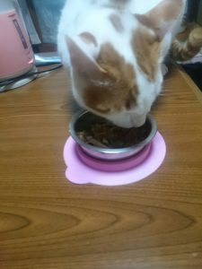 ごはんを食べるねこ