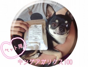 キングアガリクス　犬　チワワ