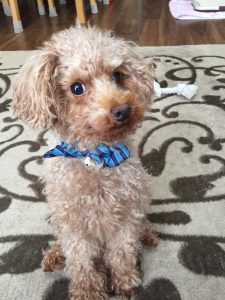 犬