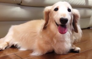 キングアガリクス　犬