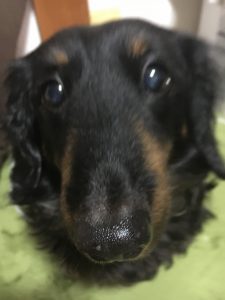 犬