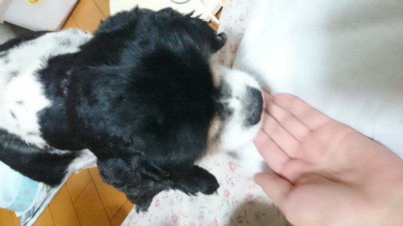 キャバリア